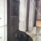 cursed_monke