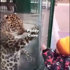 Khajiit is innocent of this crime.