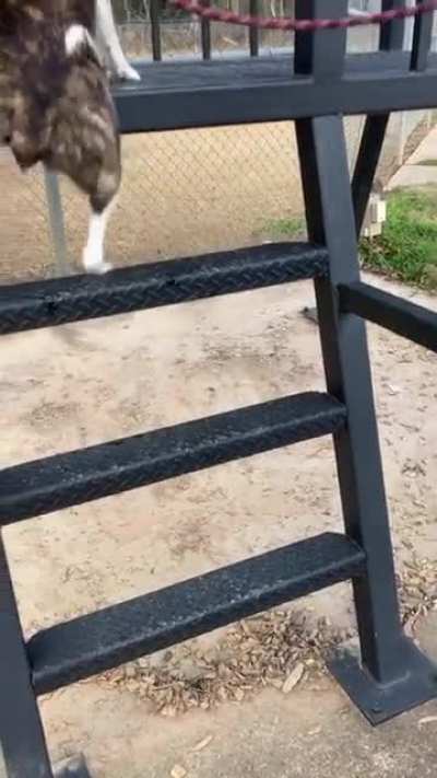 I don’t know how, but he landed on all fours