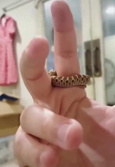 Ring snake