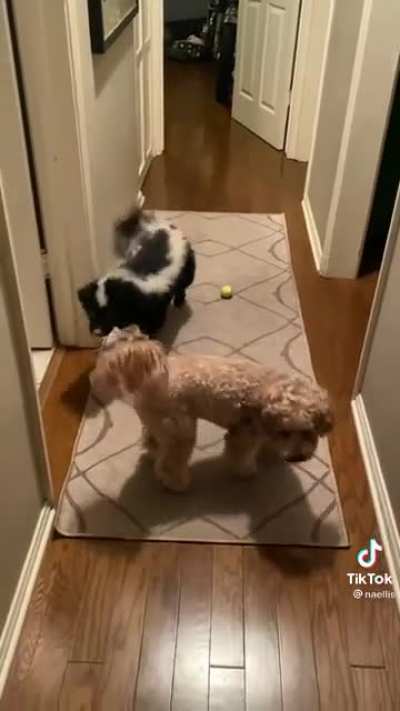 Creative Grooming