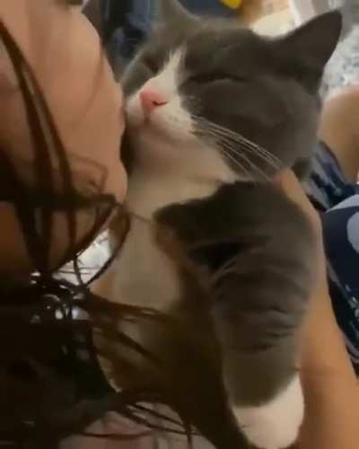 Cat rejects kiss even when asleep