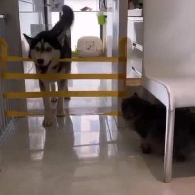 Dog showing that working smarter, not harder, is the key