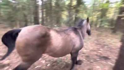 horse kicks a tree, farts on dog, then runs away.