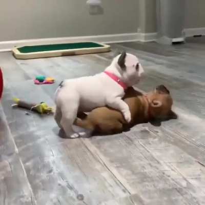 Two French Potatoes Fighting Each other!