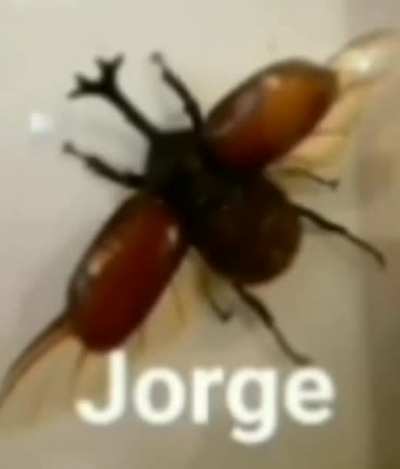 XD
