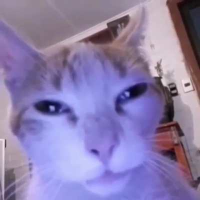 SIGMA CAT