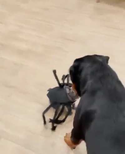 Anyone would be afraid of that fearsome little spider!!