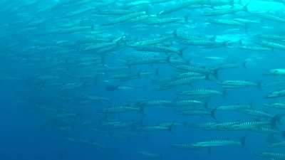 Big school of Barracuda at Elephant Head Rock - Thailand