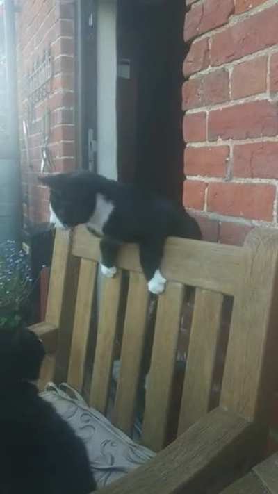 I present my graceful kitten Dickie