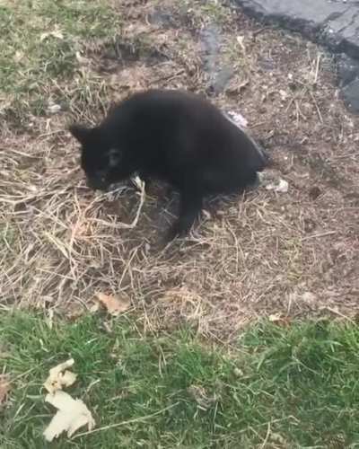 Just some cat