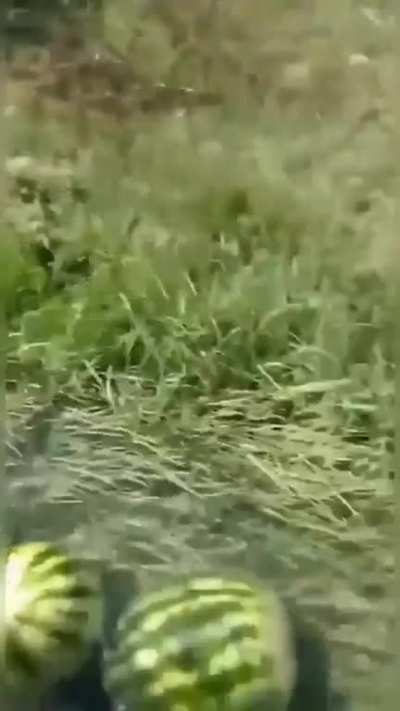Transporting watermelons