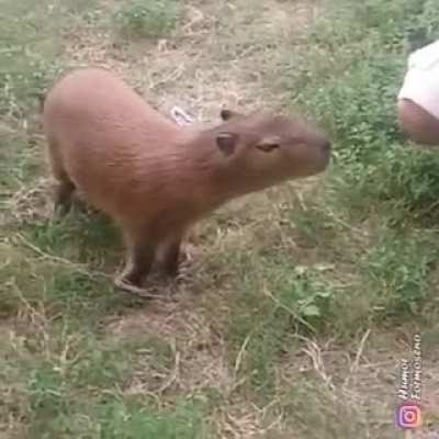 Y le chupa, le chupa