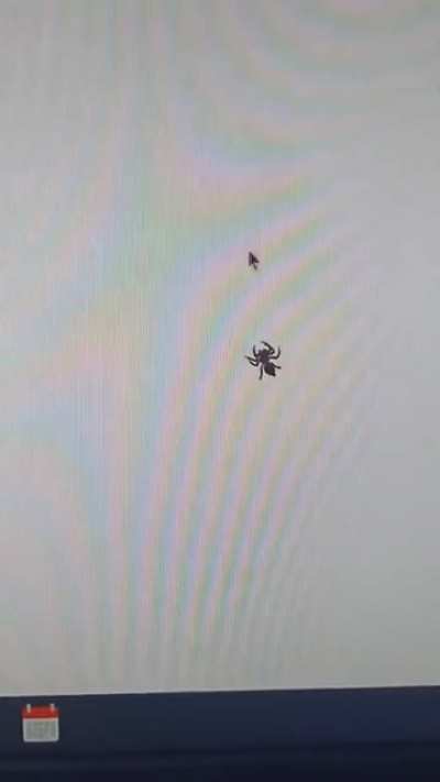 This jumping spider chasing a mouse pointer!