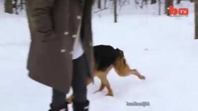 Poor dog :(