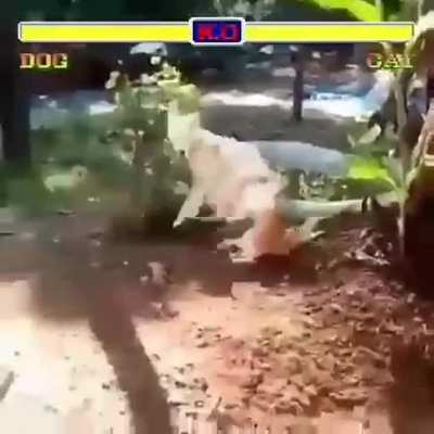 (Nada contra gatos) mas esse cachorro fez 3 tipos de Kong fu diferentes