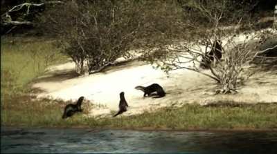 Jaguar attacks a Giant River Otter and gets more than he bargained for.