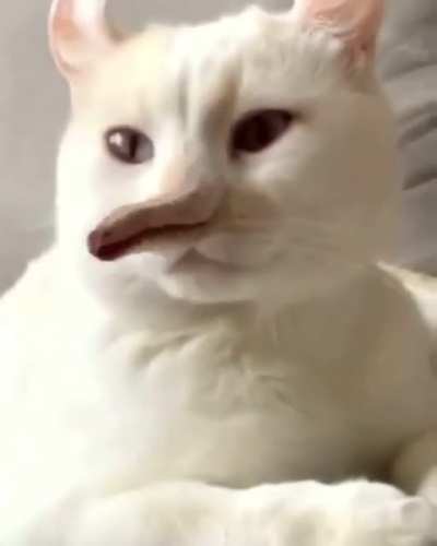 Catoccio
