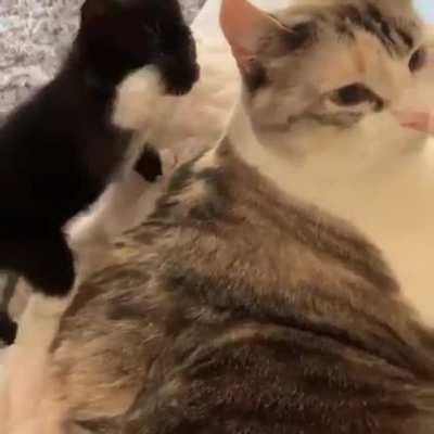 Touch tha pussy cat !