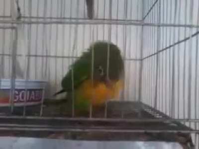 PARANUE PARANA