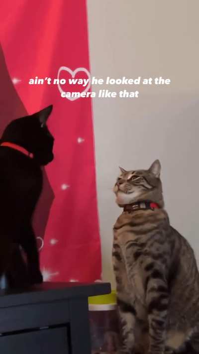 Cat Jim