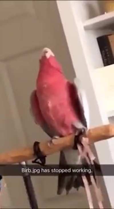 Bird has stopped