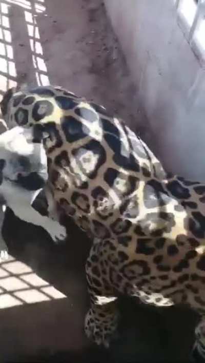 Pug + Jaguar = Pugar