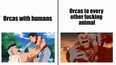 Boy do orcas hunt a variety of prey... but not humans!