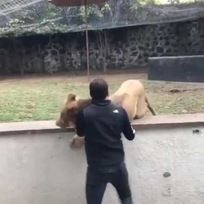 Lion face plants while running over to see an old friend.