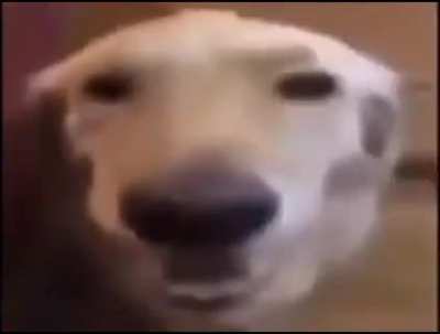 No es nada furry veanlo hasta el final