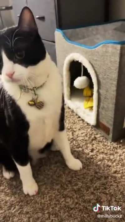 Cootie Cat