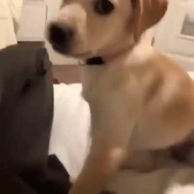 Au au🐶