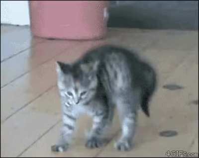 Cat crab walk cheap