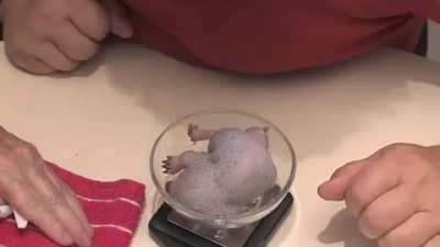 TIL about the weird animal that is the baby echidna
