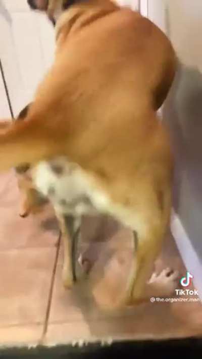 For Dog Day 2022, here’s a love story