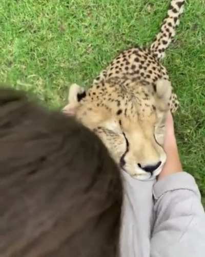 Since you guys like nature videos so much, here's another one 🐆