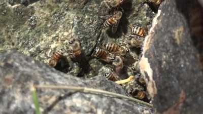 Bees