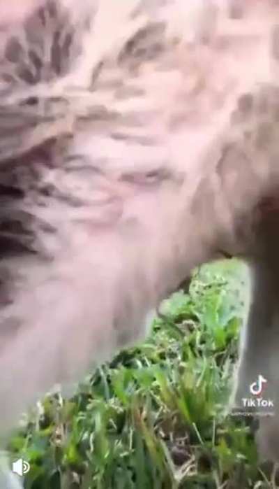 Kangaroo sack