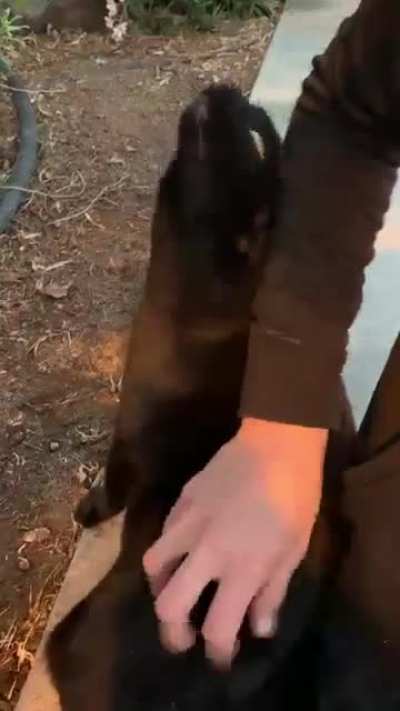 This black cat hitting all the notes
