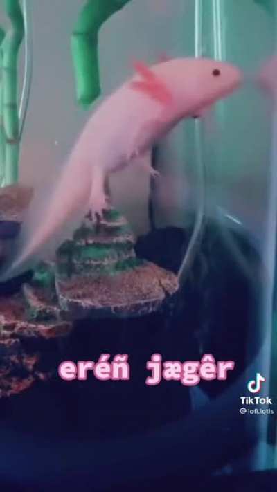 AMOG