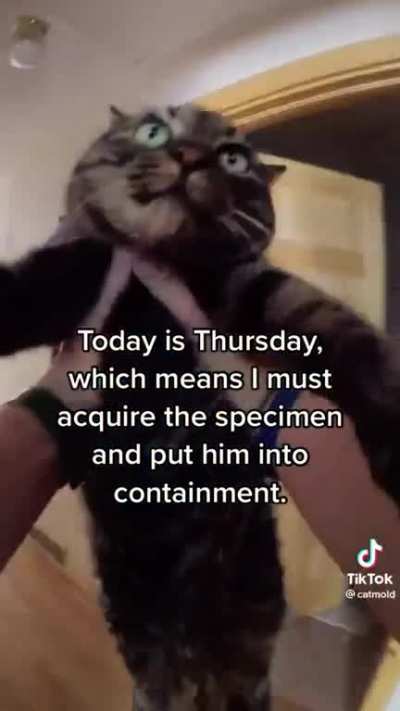 Cat no.2