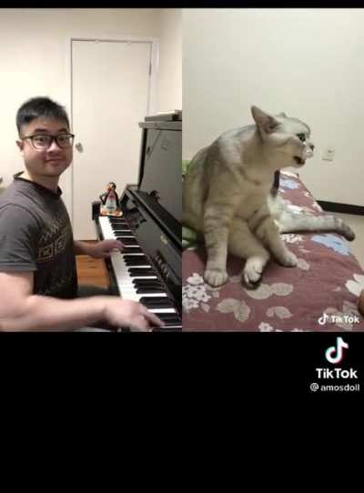 Cat Waltz