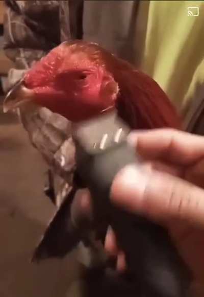 CHICKEN FADE HOW???? 🥶🥶🥶