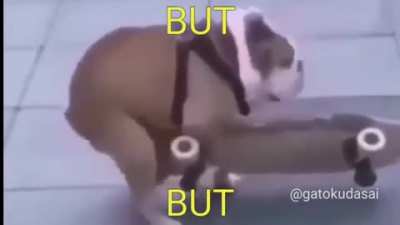 Perro pajin