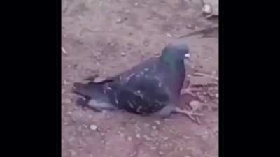 pejon