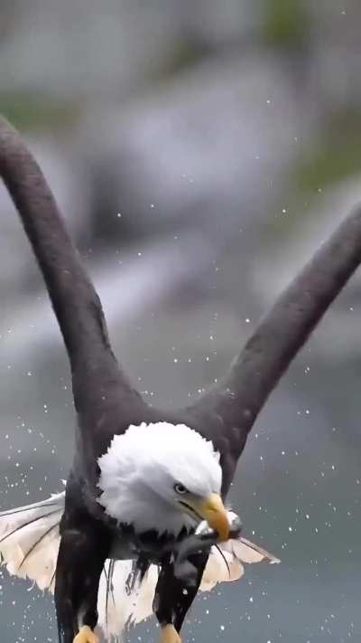 Perfectly follows an eagle catching lunch