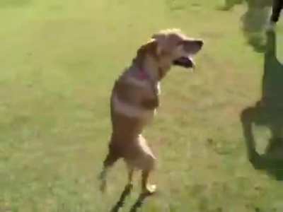 fast dog