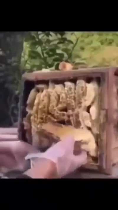 bee.