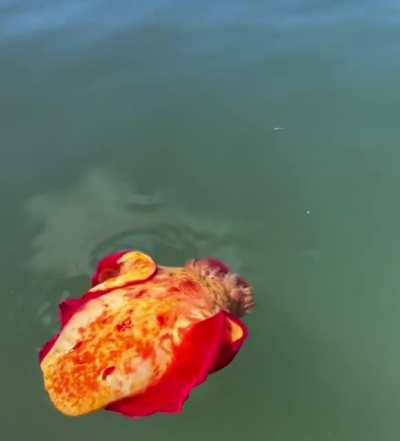 🔥 Your lasagna is swimming away
