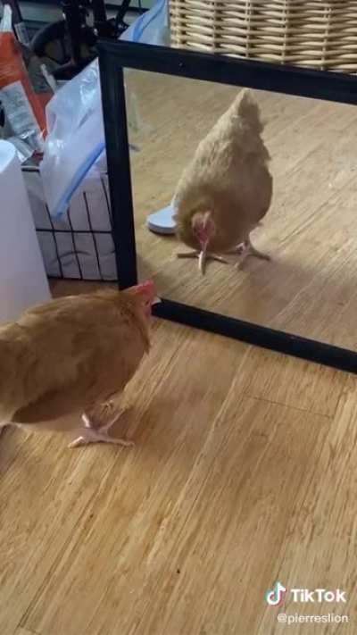 Gallina 😎